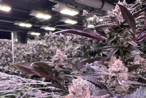 grow light module efficiency