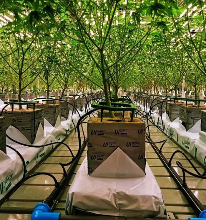 maksdep led grow light manufacturer