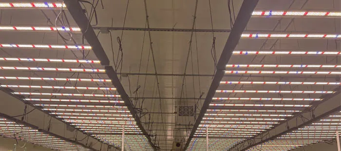 1000w led grow light for indoor plants