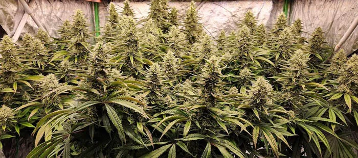 led grow light for autoflower