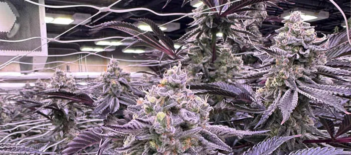 high yield with led grow lights