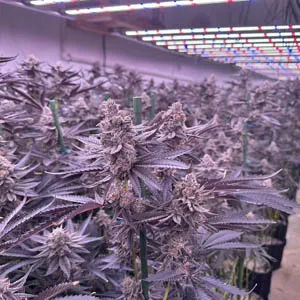 marijuana cultivation with grow light