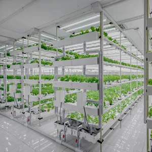 agriculture with grow light