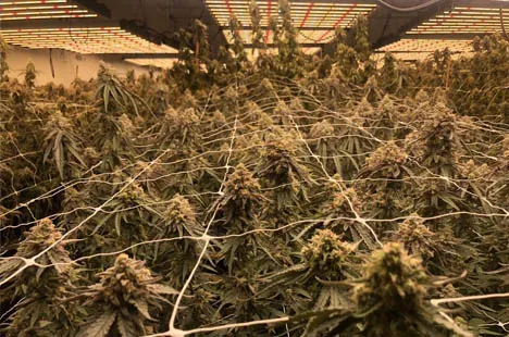 indoor grow with maksdep led grow lights