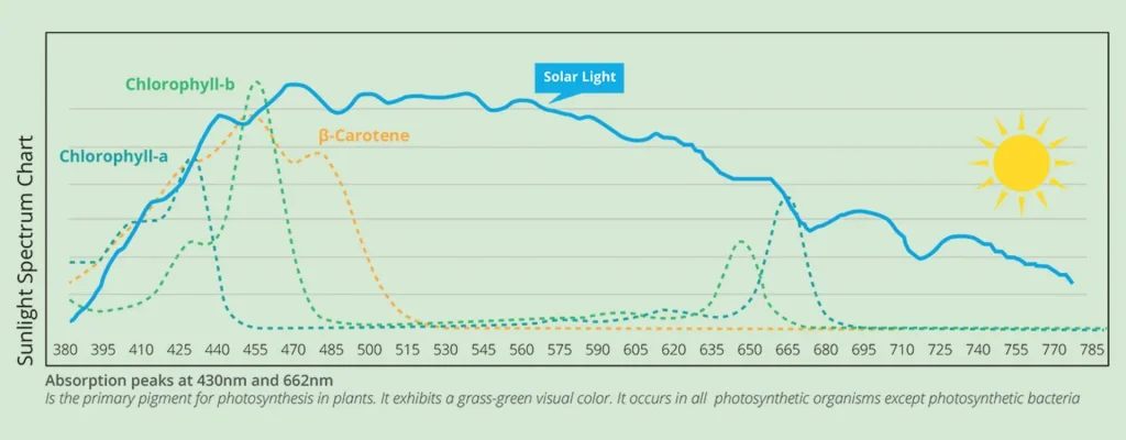 what light plants need
