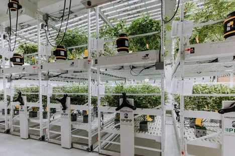 vertical farm grow with maksdep grow lights