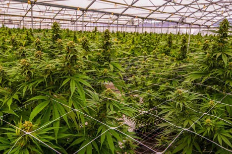 led grow light for greenhouse