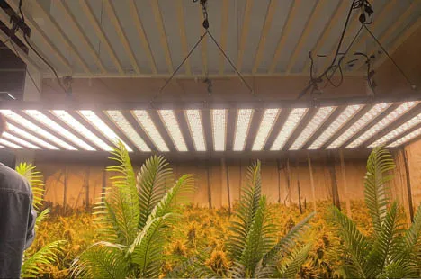 indoor led grow light for flower