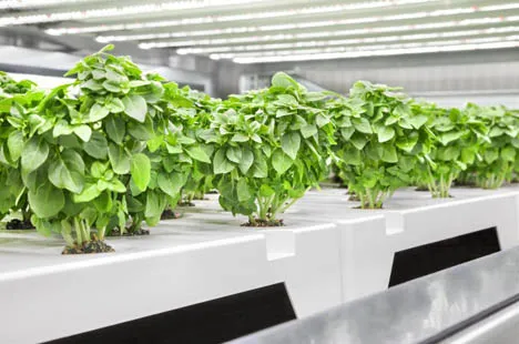 led grow light for foods