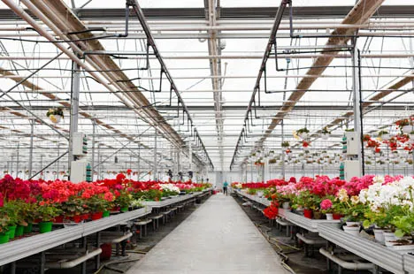 led grow light for greenhouse flowering