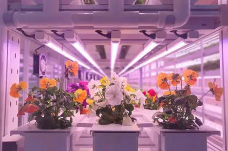led grow lights for flowering