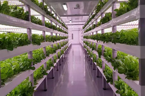 led grow lights for vegetable vertical farming