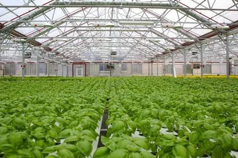 led grow lights for vegetables