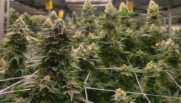 4.2lbs with maksdep led grow light 1000w