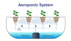 aeroponics