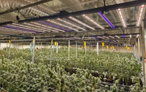 2.7lbs from our Thailand customers