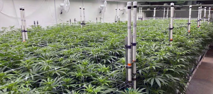 commercial led grow lights file