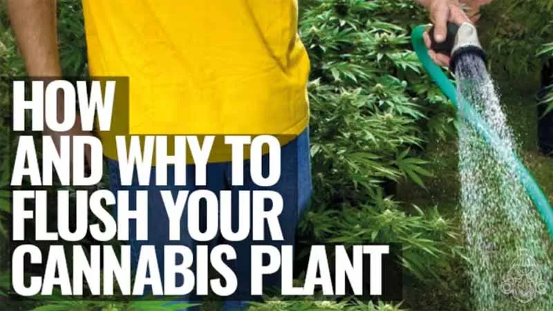 flushing cannabis