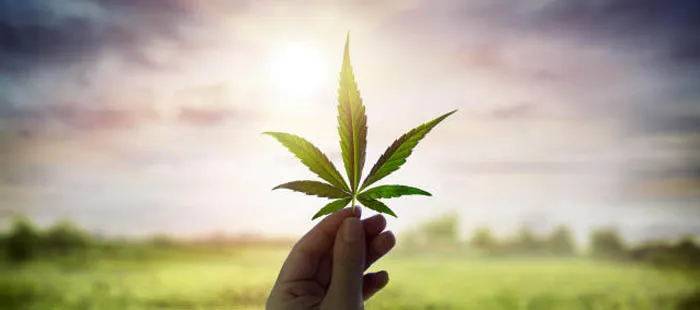 global medical cannabis