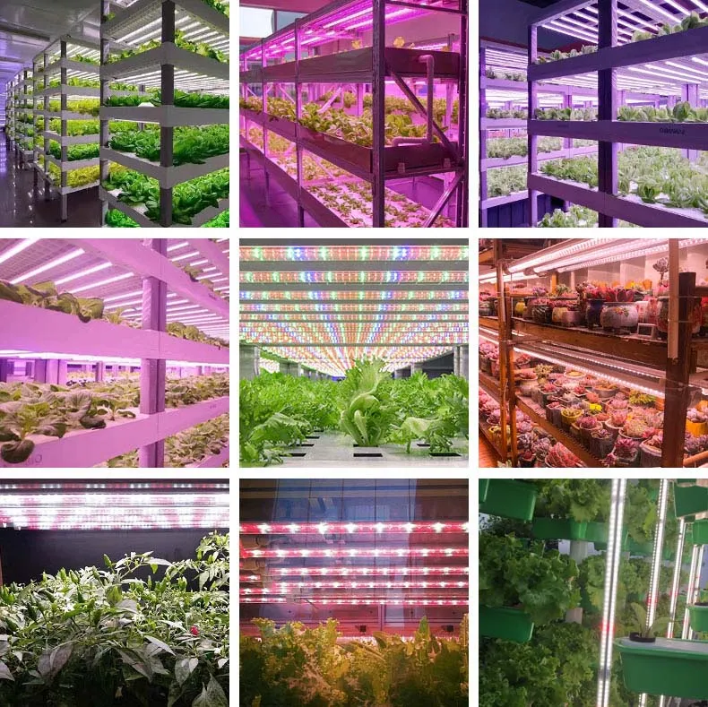 led grow lights for indoor plants