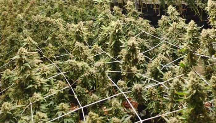 thai grow light for marijuana