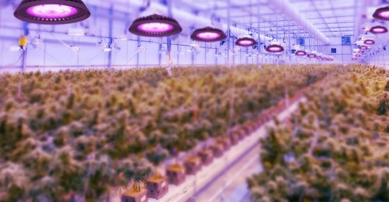 ufo grow light for indoor plants