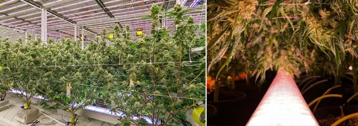 under canopy lightings