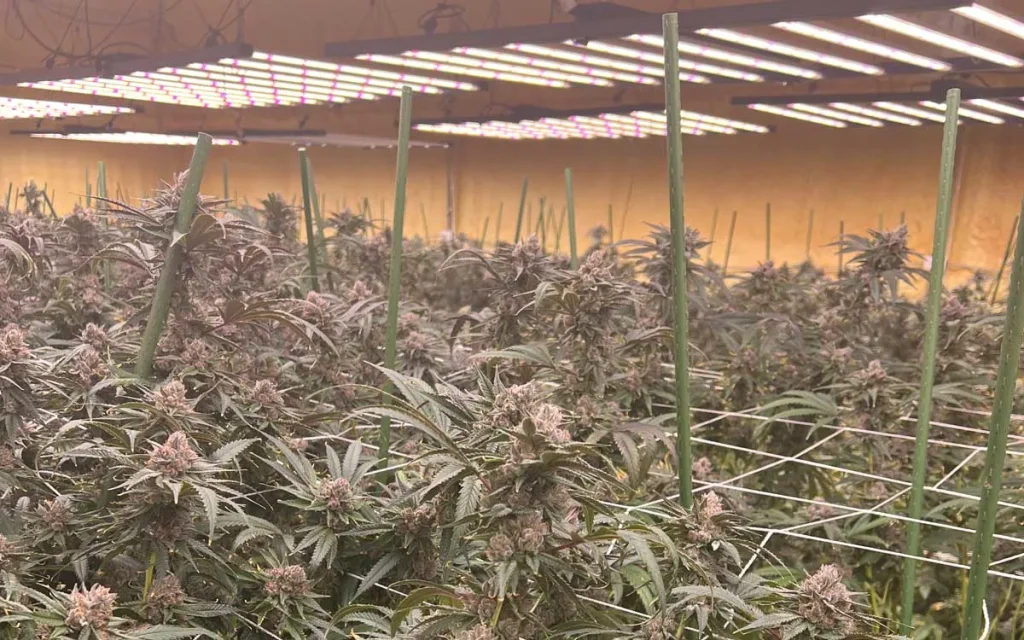 4x6 led grow light 1000w case in USA