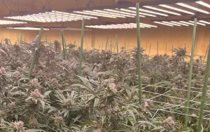 4x6 led grow light 1000w case in USA