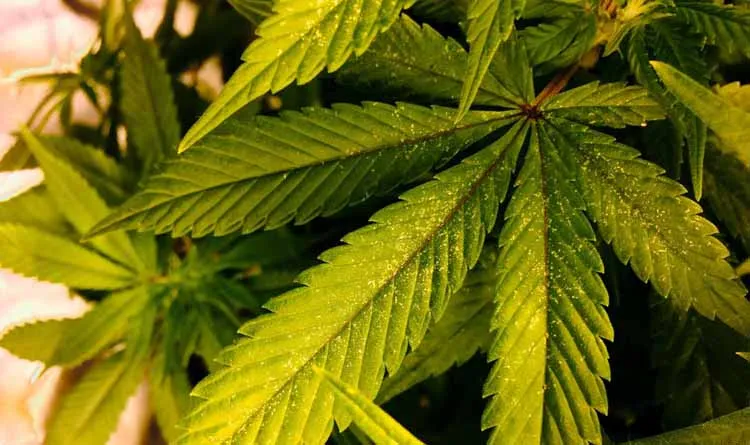 spider mite on cannabis