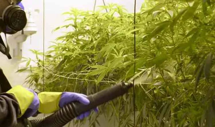 acaricides to cannabis