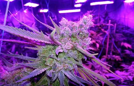 purple led grow lights for plants