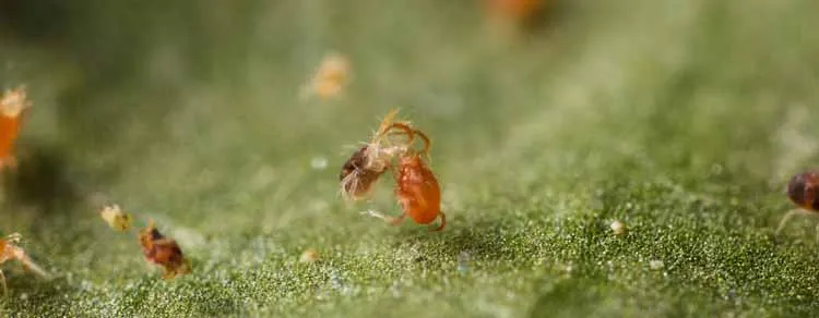spider mites control