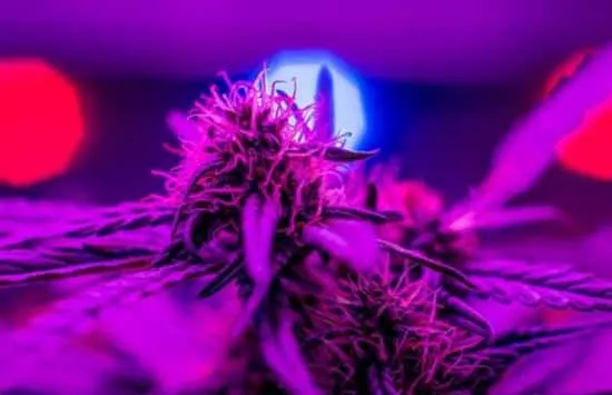 led grow lights on plant