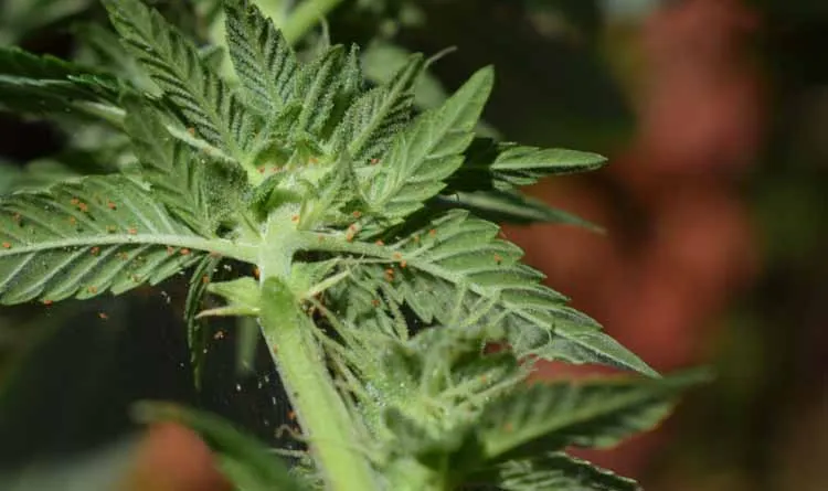 spider mite infestations