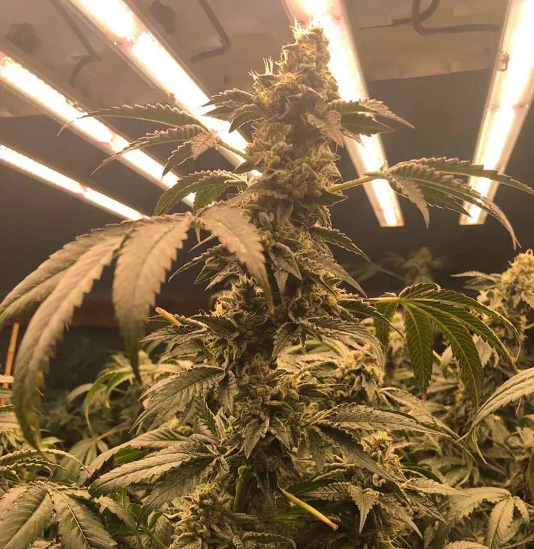 cannabis indoor growing