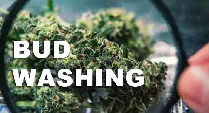 BUD WASHING