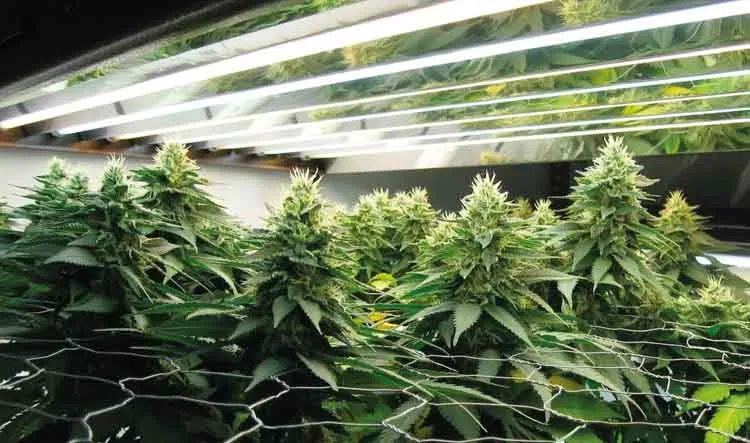 are fluorescent lights good for plants