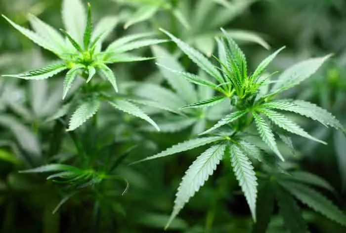 cannabis custivation in new jersey