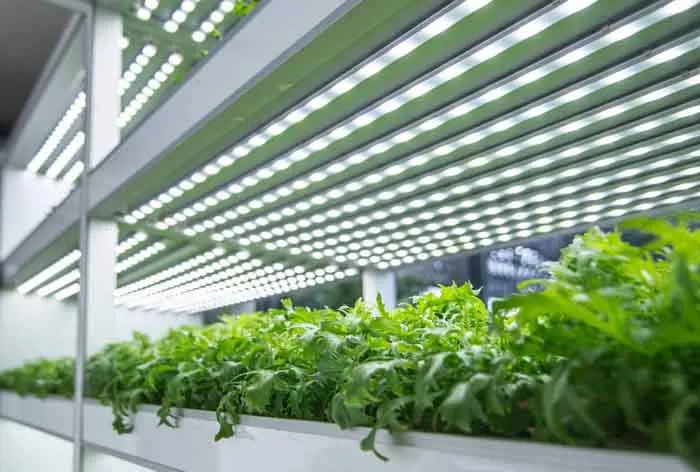 growing with compact fluorescents