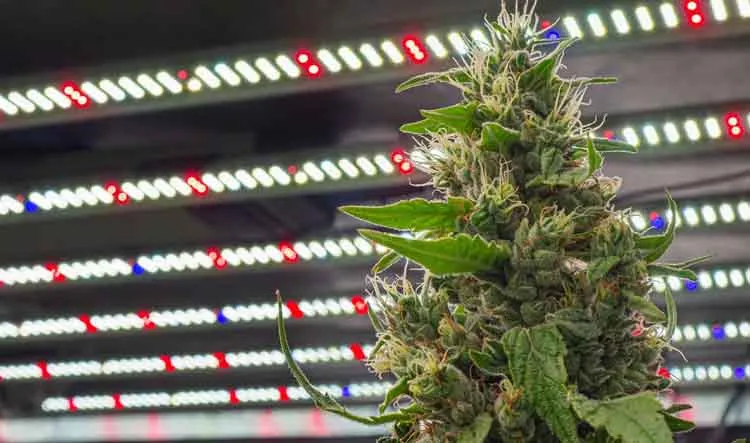 what color of light is best for photosynthesis