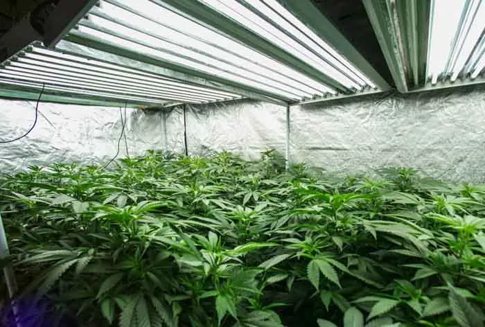 fluorescent lights good for plants(1)