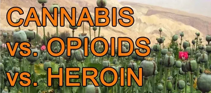 cannabis vs Heroin