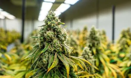 grow light spectrum role in planting