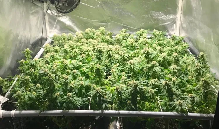 grow light for 5x5 tent