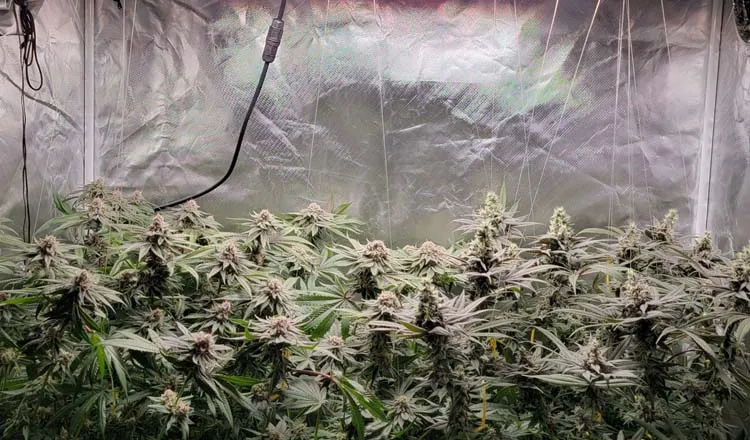 5x5 grow light for weed