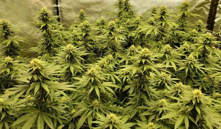 marijuana hobby grower