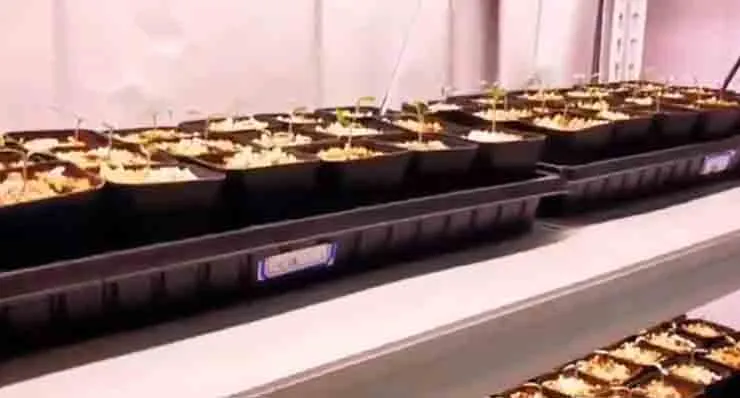 grow light spectrum test