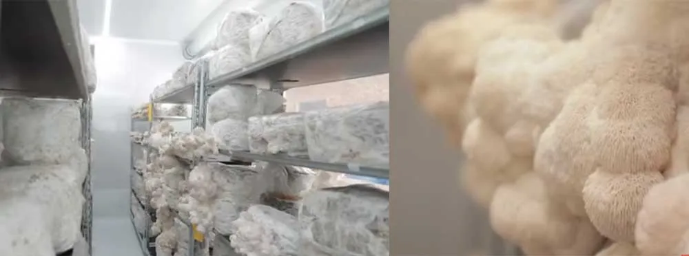 led grow light for mushroom growing