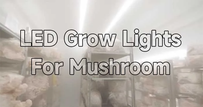 led grow lights for mushroom